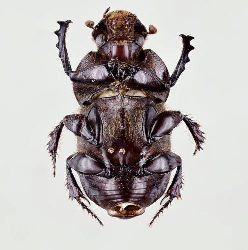 Réf. 311 318 : Onitis multidentatus